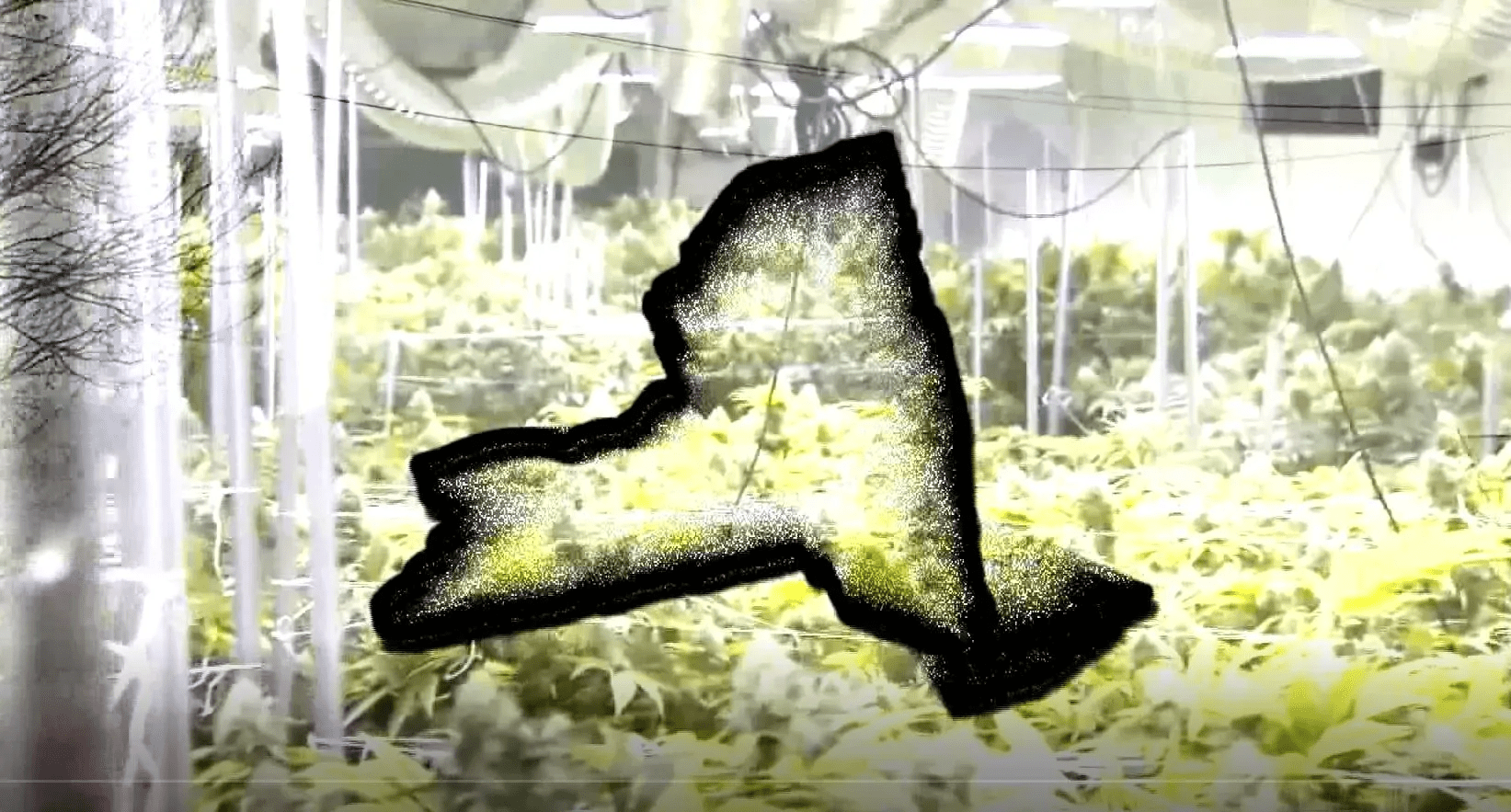 Cannabis Opt Out for Towns in NY - LI Cannabis Tours