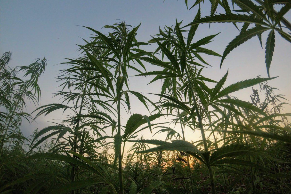 Hemp & Marijuana Tours in Long Island NY