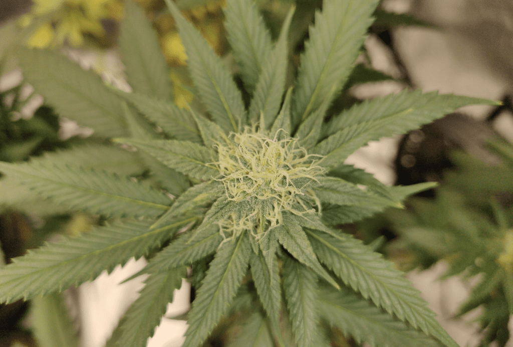 Legalization of Marijuana in Long Island NY