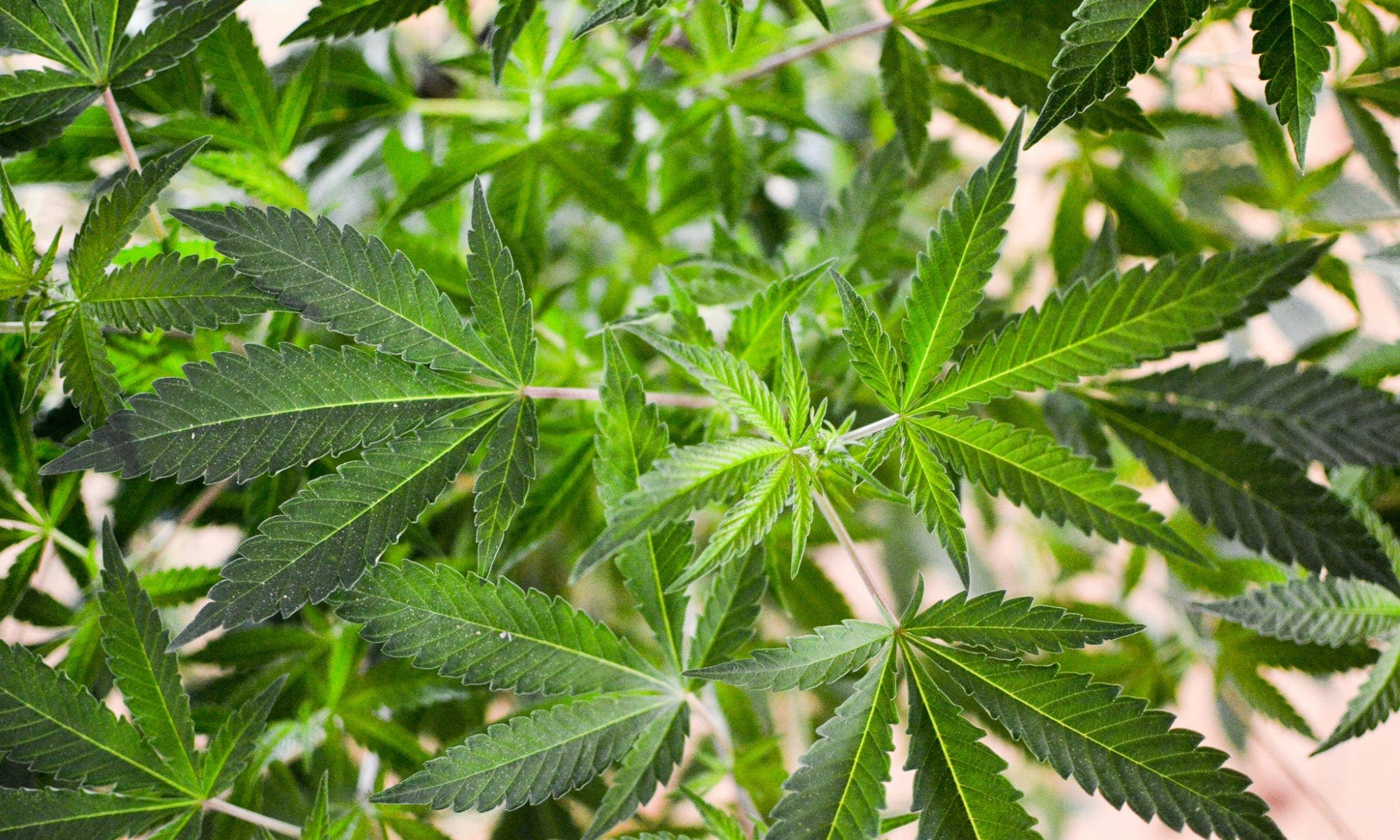 Marijuana Legalization in Long Island New York
