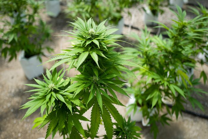 NYS Legalizes Marijuana - LI Cannabis Tours