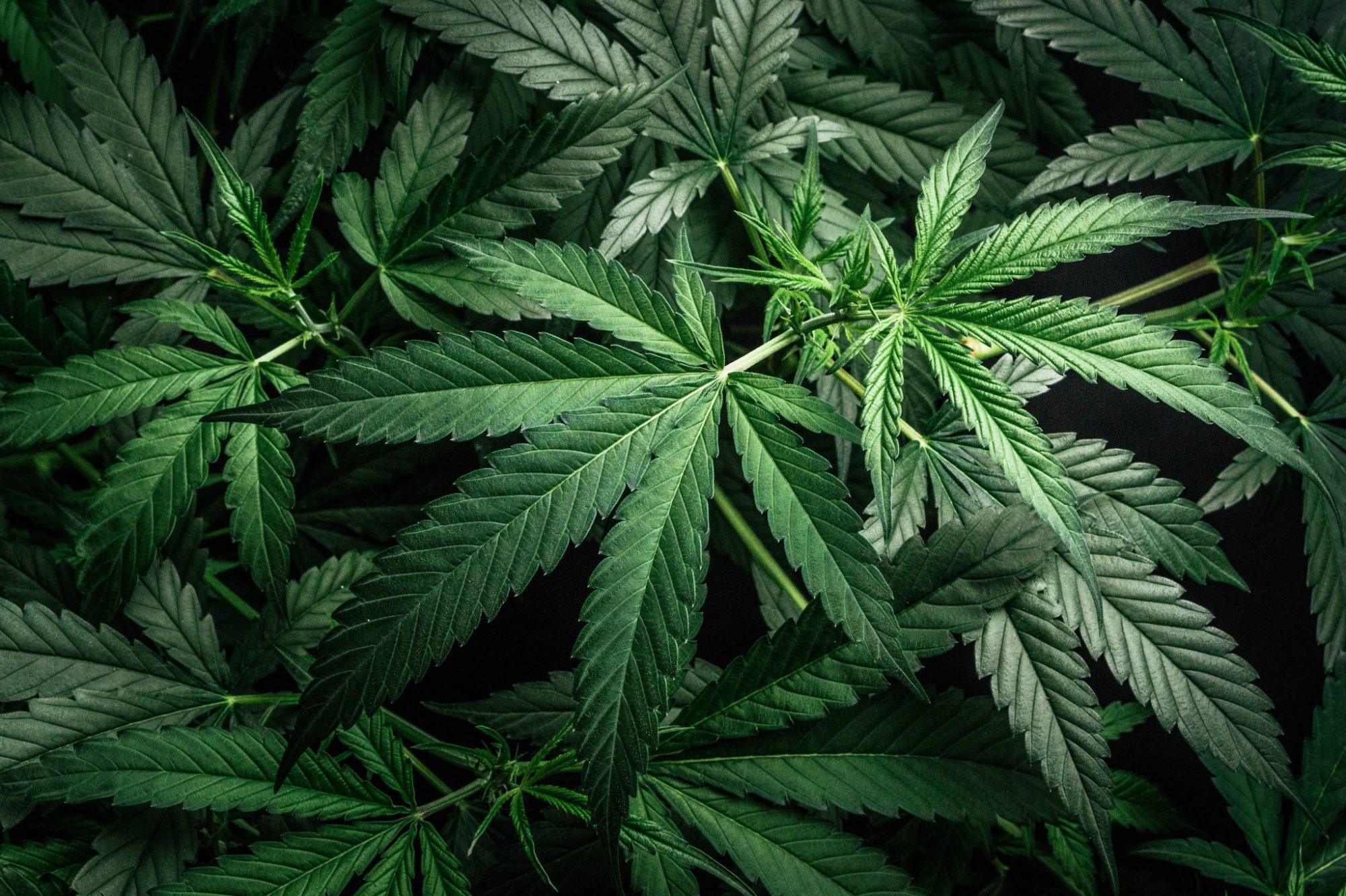 Cannabis Tours Long Island NY