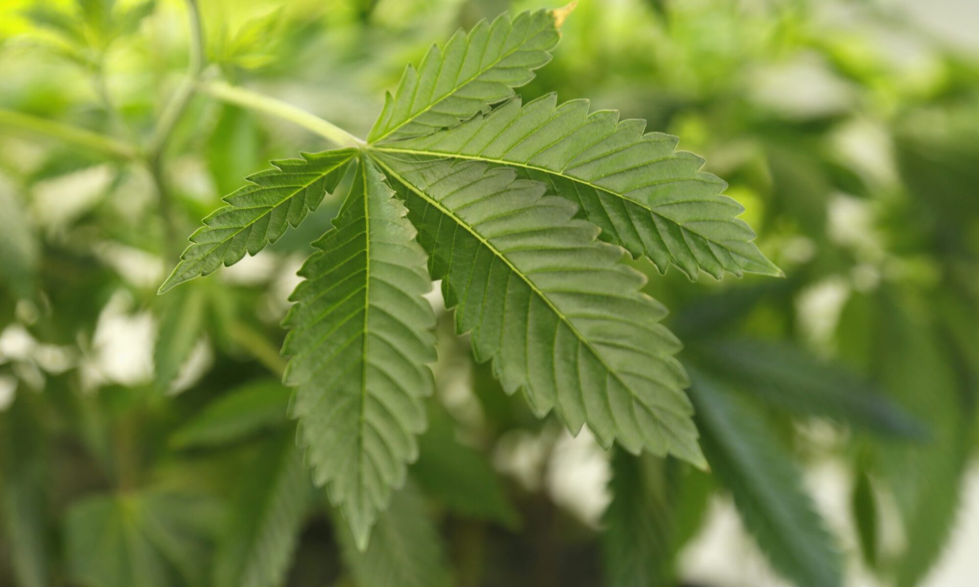 Cannabis Plants in Long Island NY